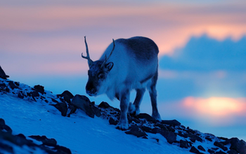 Arctic Wildlife & Glacier Exploration-  Longyearbyen
